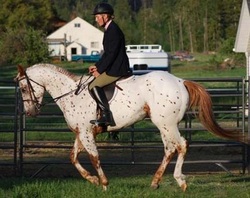 The Appaloosa Breed - Four Aces Equestrian Center